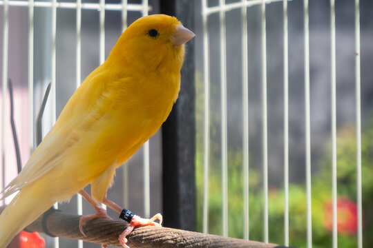 Portrait of a yellow canary in a cage