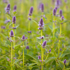 Fototapeta premium Bright wonderful sage flowers