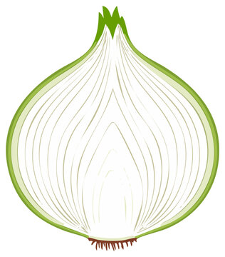 Freshly sliced green onion with distinct layers and root detail shown in cross section