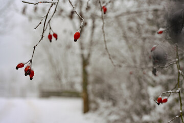 Snowy branches with red berries