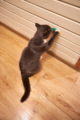Curious gray domestic cat playing with a small wall-mounted toy inside a cozy wooden house. Cute pet exploring, scratching and sniffing indoors, warm light, home comfort, playful behavior