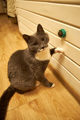 Curious gray domestic cat playing with a small wall-mounted toy inside a cozy wooden house. Cute pet exploring, scratching and sniffing indoors, warm light, home comfort, playful behavior