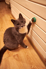 Curious gray domestic cat playing with a small wall-mounted toy inside a cozy wooden house. Cute pet exploring, scratching and sniffing indoors, warm light, home comfort, playful behavior