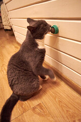 Curious gray domestic cat playing with a small wall-mounted toy inside a cozy wooden house. Cute pet exploring, scratching and sniffing indoors, warm light, home comfort, playful behavior