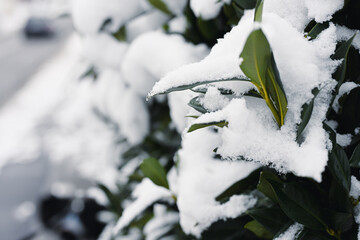 Snow covered green leaves