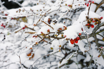 Snow covered branches with red berries