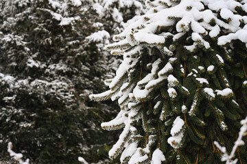 Snow covered fir branches in forest