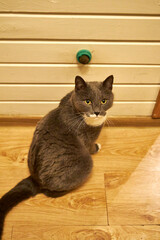 Curious gray domestic cat playing with a small wall-mounted toy inside a cozy wooden house. Cute pet exploring, scratching and sniffing indoors, warm light, home comfort, playful behavior