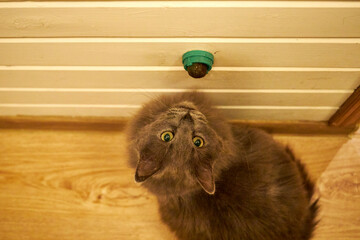 Curious gray domestic cat playing with a wall-mounted treat toy indoors. Cozy home interior with wooden floor and warm light, capturing playful behavior, curiosity, and everyday pet life