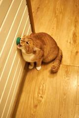 Ginger domestic cat licking a wall-mounted treat toy indoors. Cute curious pet enjoying enrichment snack at home, playful behavior, cozy interior, warm light, funny moment with copy space