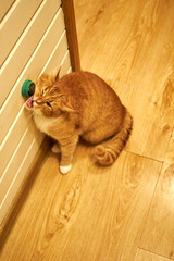 Ginger domestic cat licking a wall-mounted treat toy indoors. Cute curious pet enjoying enrichment snack at home, playful behavior, cozy interior, warm light, funny moment with copy space