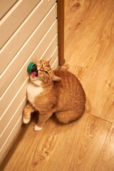 Ginger domestic cat licking a wall-mounted treat toy indoors. Cute curious pet enjoying enrichment snack at home, playful behavior, cozy interior, warm light, funny moment with copy space