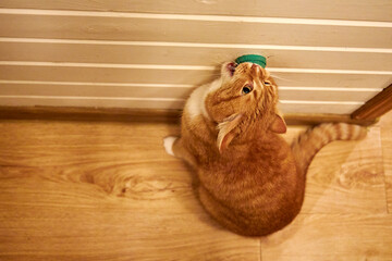 Ginger domestic cat licking a wall-mounted treat toy indoors. Cute curious pet enjoying enrichment snack at home, playful behavior, cozy interior, warm light, funny moment with copy space