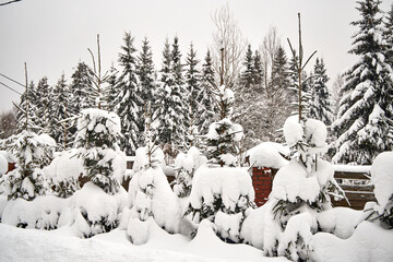 Snow-covered fir trees line a quiet garden, their branches heavily laden with fresh winter snow. The peaceful countryside scene shows dense evergreens under an overcast sky after a heavy snowfall