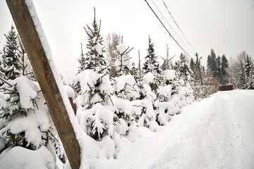 Snow-covered fir trees line a quiet garden, their branches heavily laden with fresh winter snow. The peaceful countryside scene shows dense evergreens under an overcast sky after a heavy snowfall
