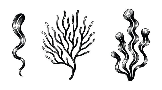 Hand drawn black and white of three distinct types of seaweed or aquatic plants kelp algae ocean