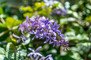 Obraz premium Purple Flowering Vine Blossoms in Garden with Green Foliage