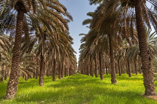 View of a symmetrical avenue of date palm trees under a clear sky, with vibrant green grass covering the ground, creating a striking contrast, Khairpur, Sindh, Pakistan.