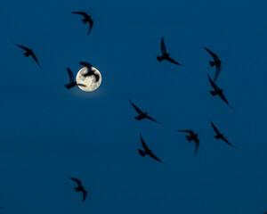 Obraz premium Gabians