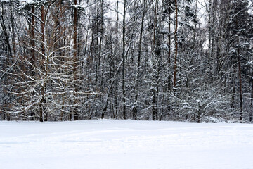 Winter landscape of snow-covered frosty trees, white snow in city park. Trees covered with snow.
