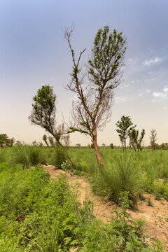 View of a dusty, sun-soaked field where vibrant green grasses meet the dry earth, surrounding sparse trees under a muted sky, Changa Manga, Punjab, Pakistan.