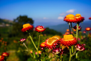 Obraz premium Vibrant Red and Yellow Flowers Against a Clear Blue Sky Landscape