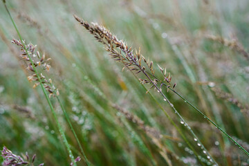 Fototapeta premium Dewy Grass Blades Glistening in Soft Morning Light on a Meadow