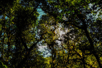 Obraz premium Sunlight Filtering Through Dense Green Forest Canopy Above Ground