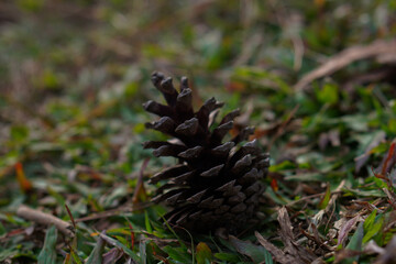 Pine Cone on Green Ground Surrounded by Nature and Leaf Litter