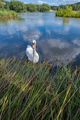 Graceful White Swan Drifts Across Gentle Ripples Amid Vibrant Green Reeds Under Bright Blue Sky