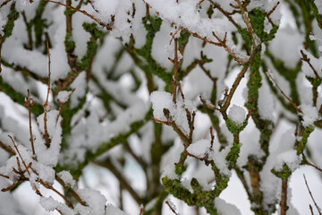 branches of a shrub in winter covered with snow