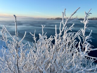 Obraz premium Frost-covered bushes in a snowy field at sunrise, icy branches glowing in warm morning light, peaceful winter landscape with cold season beauty and soft pastel sky.