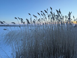 Frozen reeds by a calm lake at sunrise, tall grasses covered with frost in soft blue winter light, peaceful cold season landscape with natural textures and quiet atmosphere.