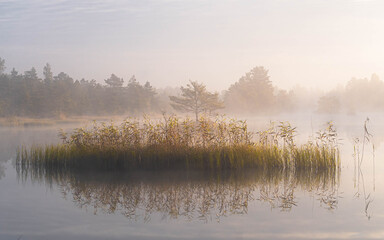 Misty wetland with reeds at sunrise in Latvia
