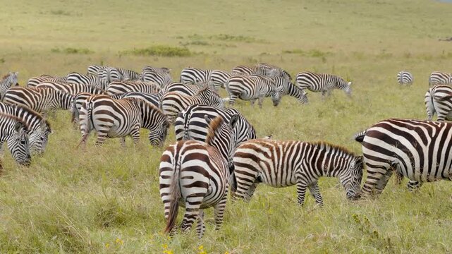 A large herd of zebras grazes on the open grasslands of the Ngorongoro Crater in Tanzania, creating a striking pattern of black and white stripes across the landscape.