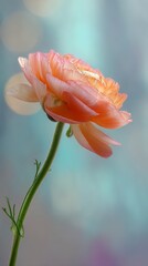 Ranunculus Stem with Soft Gradient and Bokeh Field