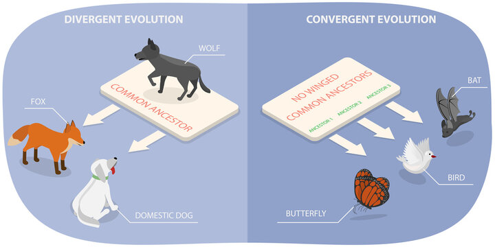 3D Isometric Flat  Illustration of Evolution of Life, Outline Diagram of Divergent And Convergent Evolution In Ancestors Development