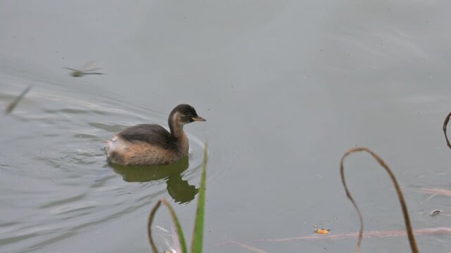 Little Grebe or Dabchick (Tachybaptus ruficollis) juvenile, swimming on a lake as dragonflies pass. Kent, UK [Slow motion x5]