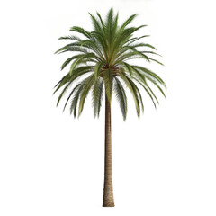 A tall palm tree standing alone on transparent background