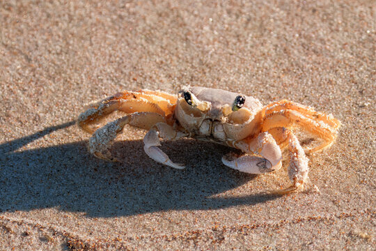 Atlantic Ghost Crab on Sandy Beach in Florida