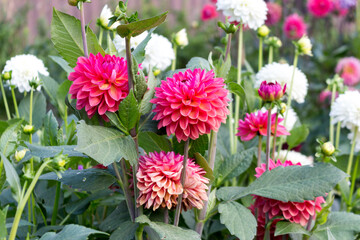 Beautiful Pink and White Dahlia Flowers