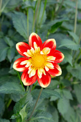Dahlia caballero flowers with bright two-colored petals.