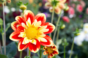 Dahlia caballero flowers with bright two-colored petals.