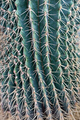 Cactus with sharp spines growing in a desert environment during daylight hours