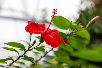 Bright red hibiscus flower blooms in a greenhouse with green leaves around it