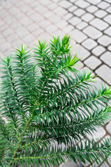 Vibrant green cryptomeria foliage captures attention on charming cobblestone street