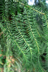 Lush green lycopodium needles create a vibrant display in a tranquil forest setting