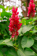 Vibrant red megaskepasma blossoms stand out among lush green leaves in a tropical garden setting