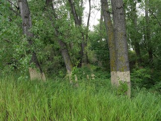 High Water Line Marks on Tree Trunks in a Summer Wetland Forest