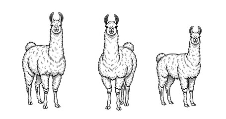 Obraz premium Three hand-drawn llamas in black and white illustrations